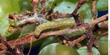 polilla de la vid