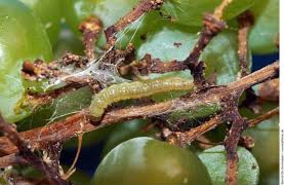 Control de Lobesia Botrana