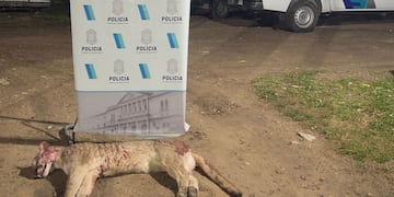 Cazaron un puma en zona rural de Tres Arroyos y llevaban un arma sin papeles