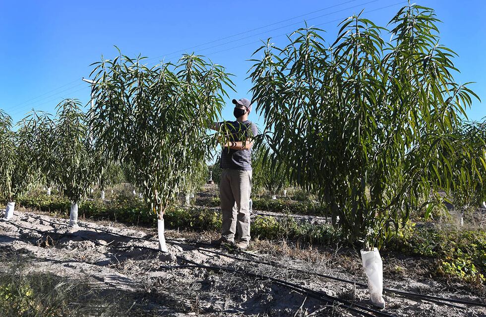 Clima en Mendoza: tiempo bueno pero se mantiene el alerta por heladas