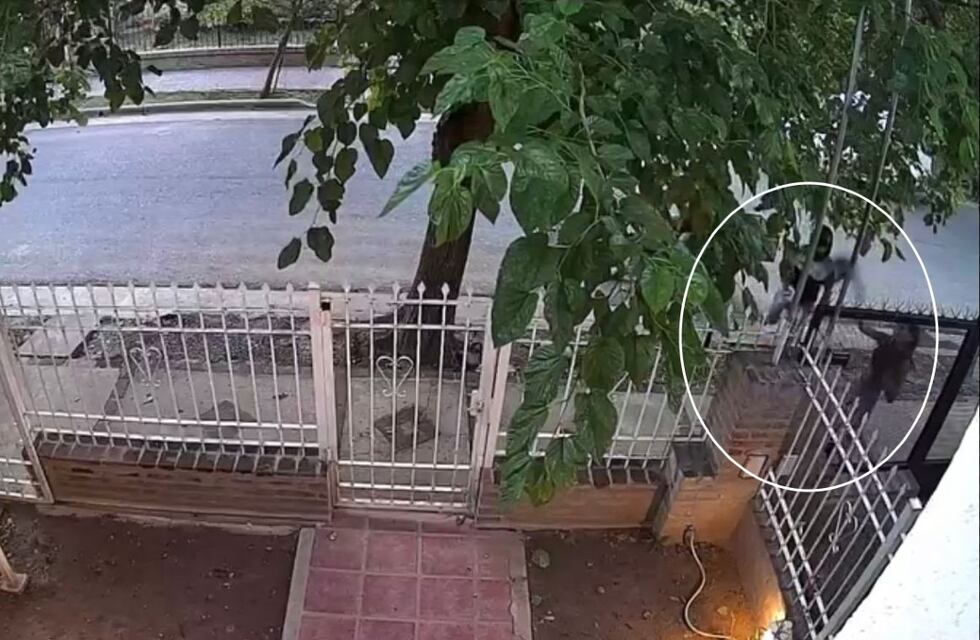 Video: para que no le roben, una mujer tiró su cartera adentro de un jardín en Córdoba