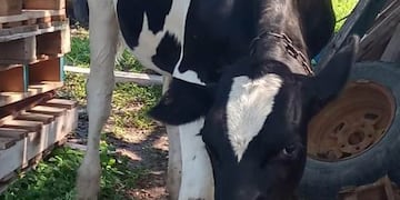 Novillo recuperado en Morteros