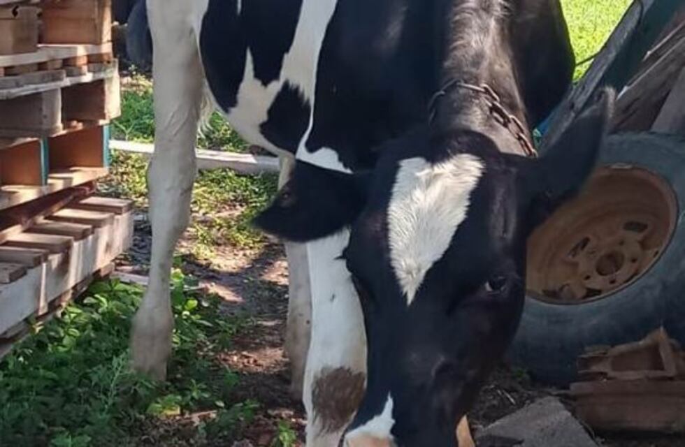 Robaron dos novillos en un campo y estaban en una vivienda de Morteros