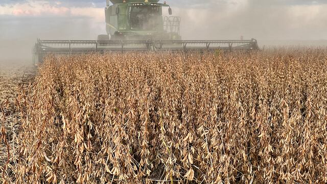 La soja registra una caída en sus precios internacionales y afecta a los productores. (Fotos Tomy Fragueiro/La Voz)