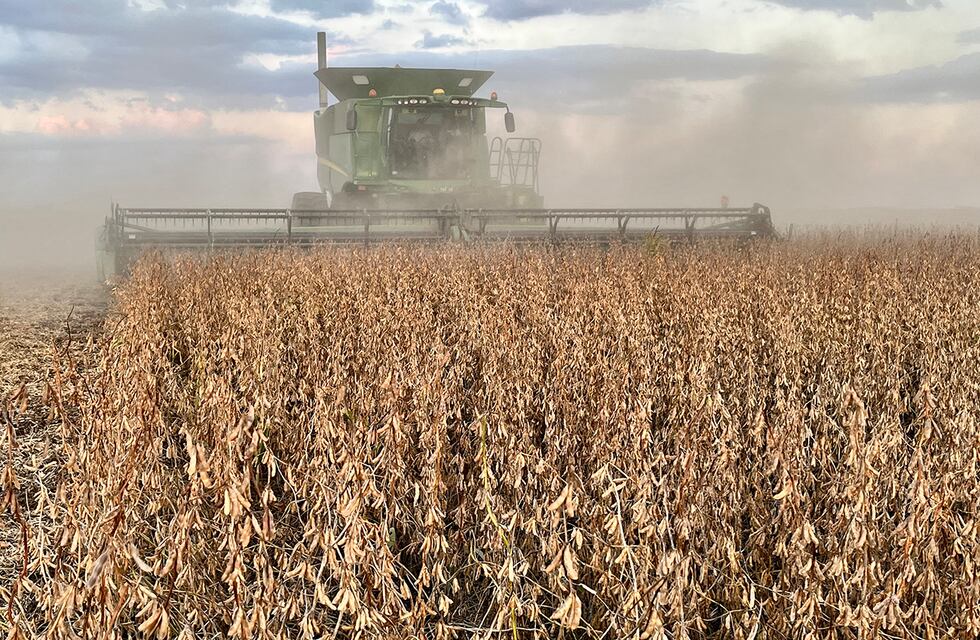 Crisis en la soja y crece la preocupación en el Gobierno: el precio del grano cae en medio de la peor cosecha en 20 años