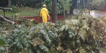 Interrupción masiva de energía en Montecarlo tras la caída de un árbol en línea de tendido eléctrico.