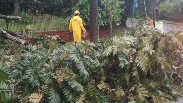 Interrupción masiva de energía en Montecarlo tras la caída de un árbol en línea de tendido eléctrico.