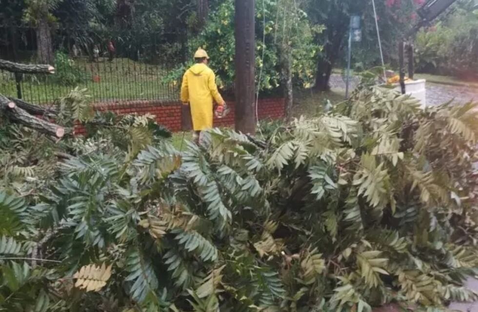 Interrupción masiva de energía en Montecarlo tras la caída de un árbol en línea de tendido eléctrico