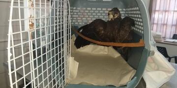 Se analizará cuando y donde se liberará al animal luego del chequeo completo.