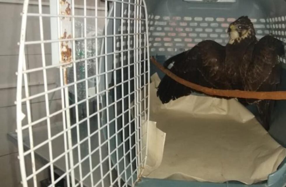 Rescataron a un aguilucho en el barrio Ziegler de Eldorado