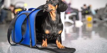 Flecha Bus lanza un nuevo servicio para viajar con mascotas.