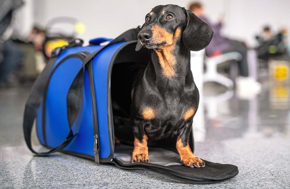 Flecha Bus lanza un nuevo servicio que permite viajar con mascotas