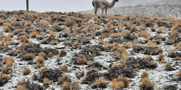 Mirá las increíbles postales del Parque Nacional El Leoncito cubierto de nieve