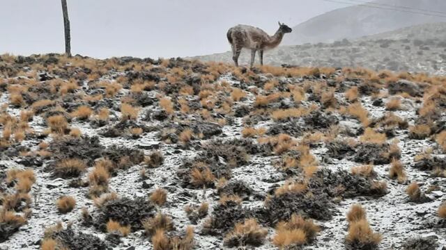 Mirá las increíbles postales del Parque Nacional El Leoncito cubierto de nieve