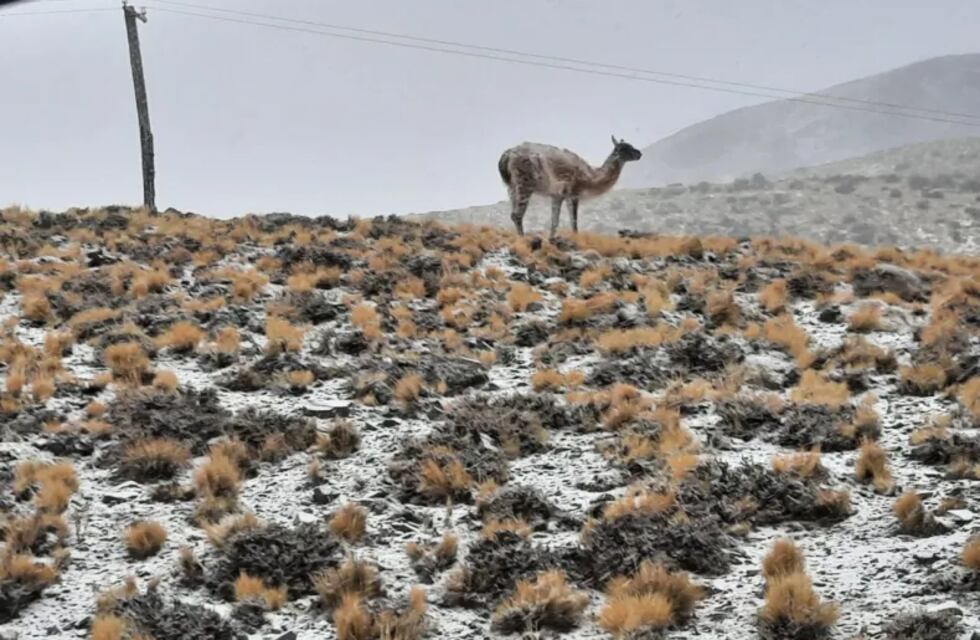 Mirá las increíbles postales del Parque Nacional El Leoncito cubierto de nieve