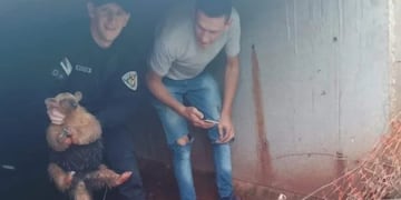 Comandante Andresito: rescatan a un oso melero que había quedado atrapado en una alcantarilla.