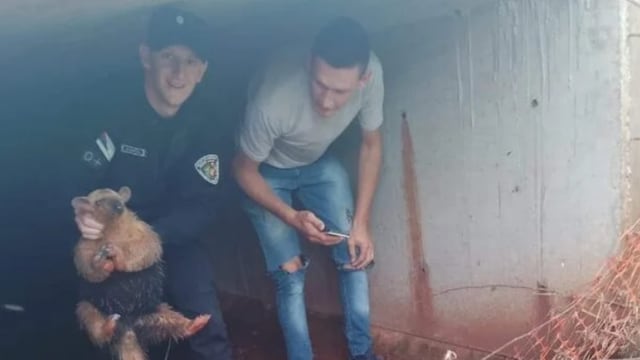 Comandante Andresito: rescatan a un oso melero que había quedado atrapado en una alcantarilla.