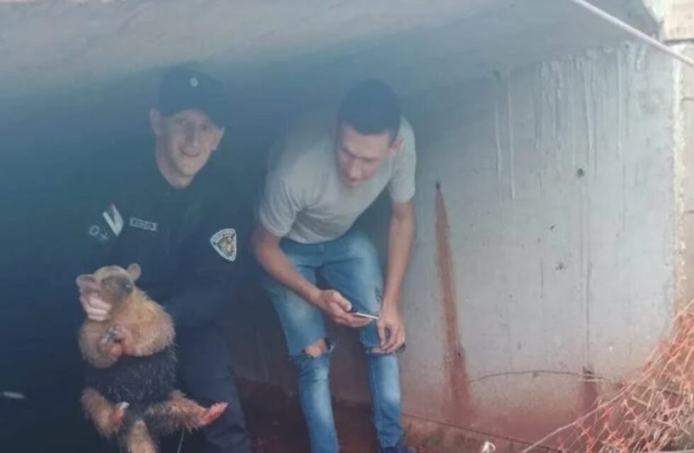 Comandante Andresito: rescatan a un oso melero que había quedado atrapado en una alcantarilla