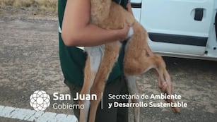 Guanaco bebé rescatado en San Juan