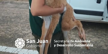 Guanaco bebé rescatado en San Juan