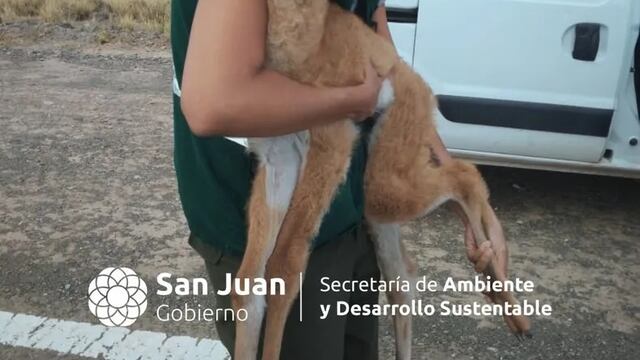 Guanaco bebé rescatado en San Juan