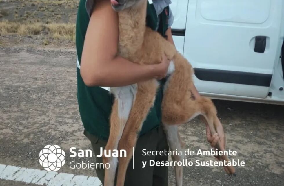 Imperdibles imagenes del rescate de un guanaco bebé herido en San Juan