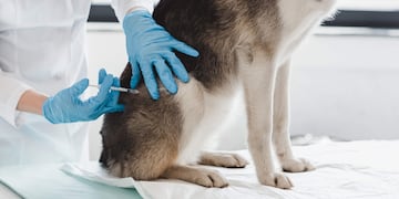 vacunación de animales