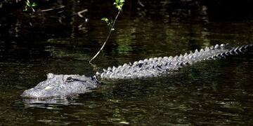 Se cree que fue atacado por un cocodrilo Morelet, los cuales habitan en pantanos y ríos y se sienten cómodos en el agua dulce. Foto: Archivo.