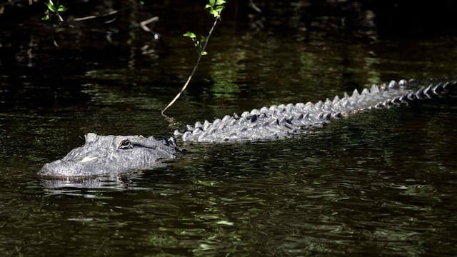 Se cree que fue atacado por un cocodrilo Morelet, los cuales habitan en pantanos y ríos y se sienten cómodos en el agua dulce. Foto: Archivo.