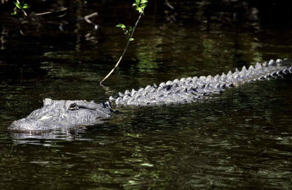 Mientras pescaba bajo el agua, un cocodrilo lo agarró de la cabeza, pero pudo salvarse