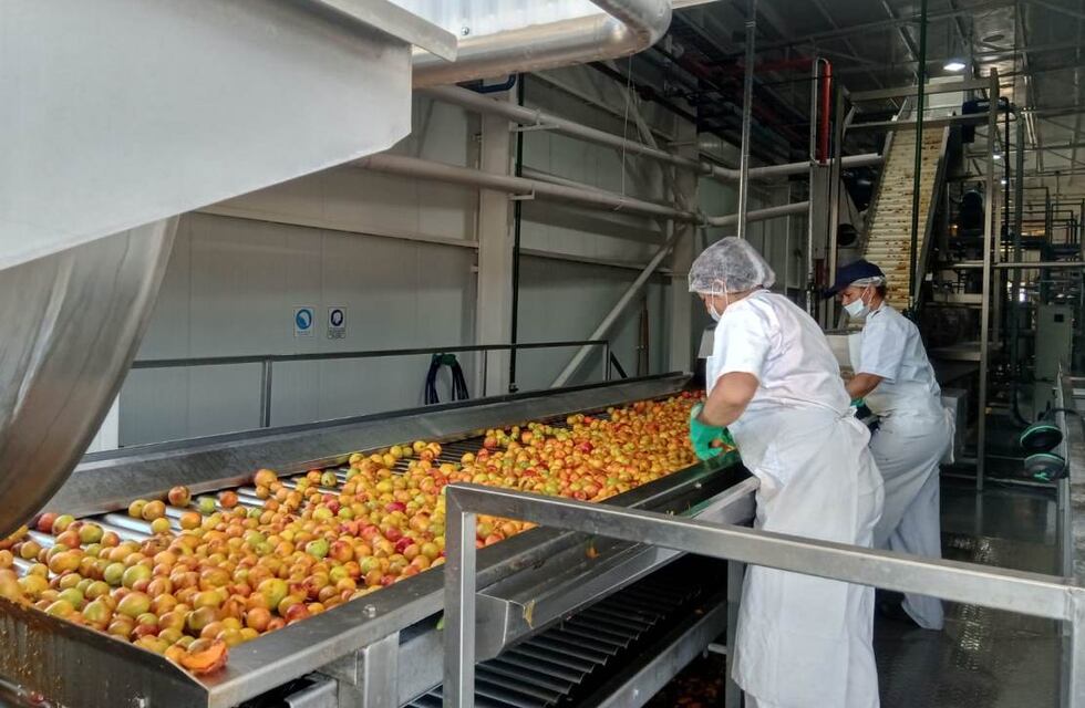 Con el procesamiento de damasco comenzó a operar la Pulpera en San Rafael