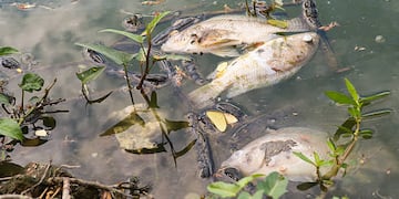 Peces muertos (imágen ilustrativa)