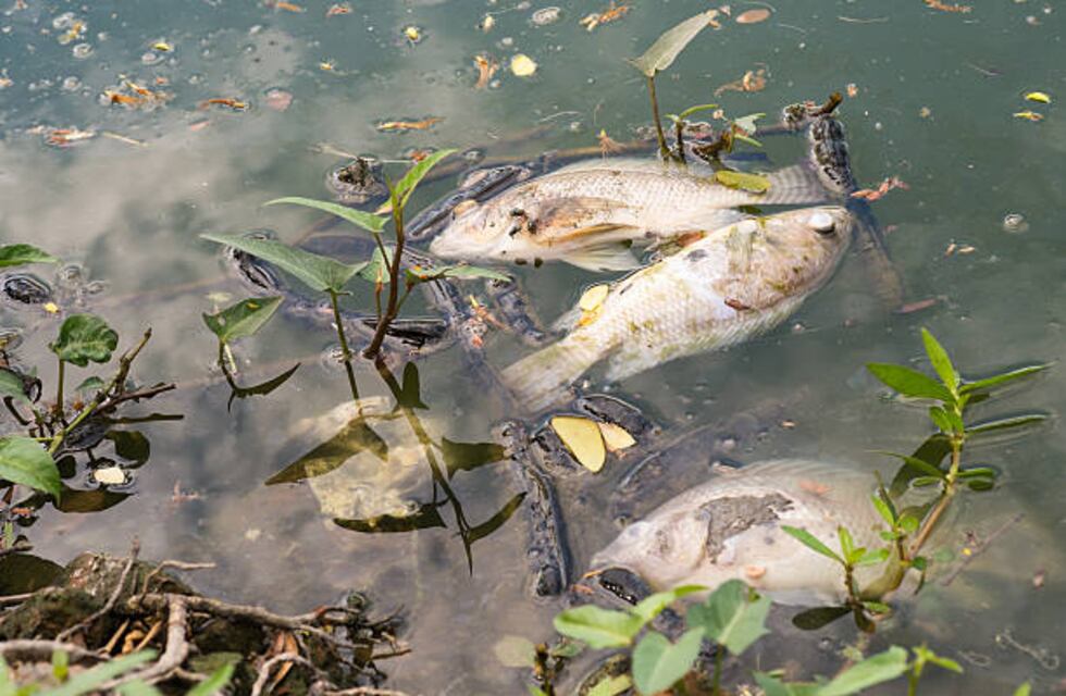 Preocupa la mortandad de peces en el río Gualeguaychú