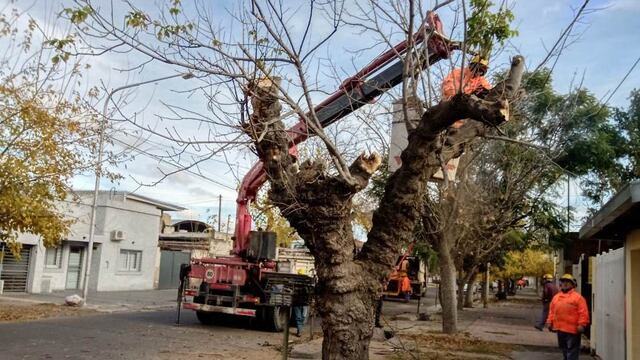 Erradican árboles en mal estado en San Rafael.