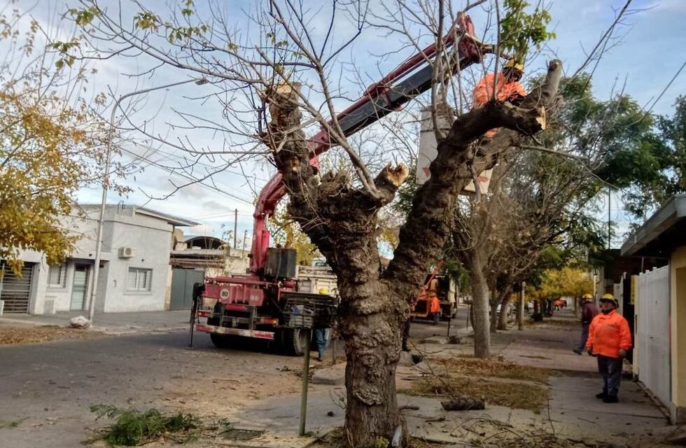 Hay unos 1.000 árboles en mal estado para erradicar en San Rafael