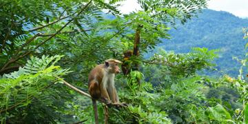 La raza de mono que Sri Lanka le venderá a una empresa de China.