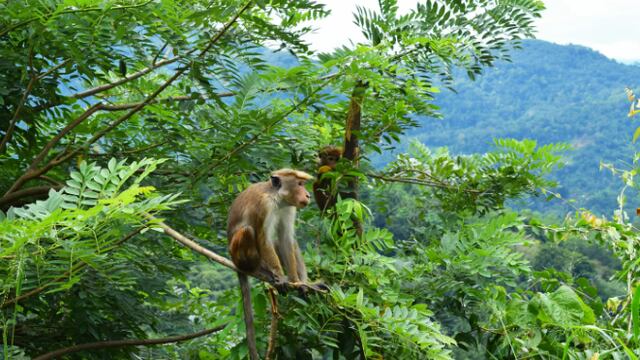La raza de mono que Sri Lanka le venderá a una empresa de China.