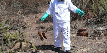 La provincia difundio un informe acerca del control de langostas a nivel nacional