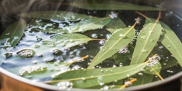 Por qué hay que hervir hojas de eucalipto en agua: para qué sirve