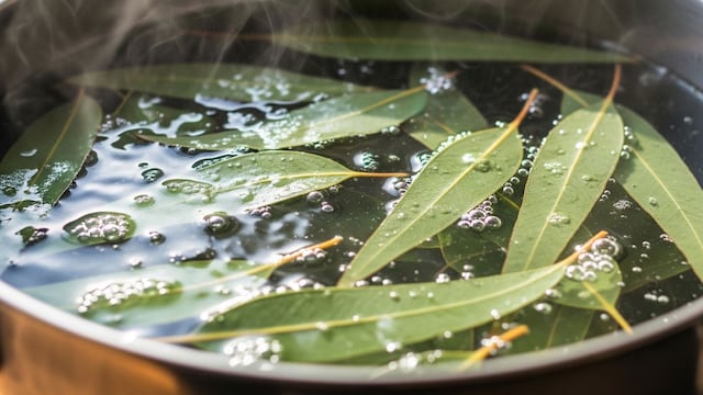 Por qué hay que hervir hojas de eucalipto en agua: para qué sirve