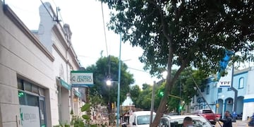 Trabajos de poda de brotes y limpieza de cazuelas en Avenida Santa Fe