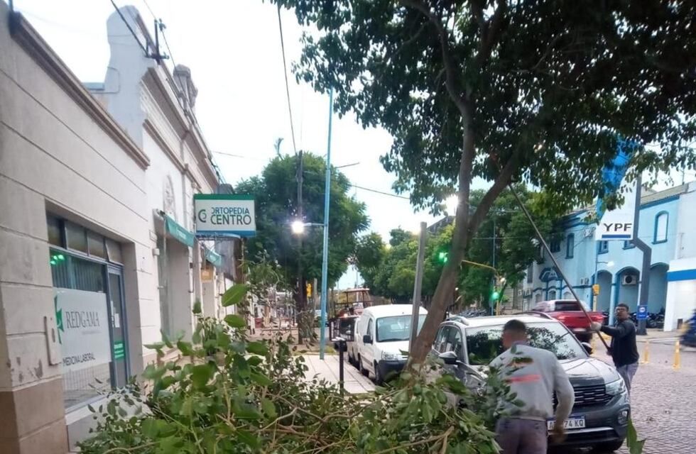 Trabajos de poda de brotes y limpieza de cazuelas en Avenida Santa Fe