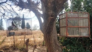 Rescataron aves en cautiverio en el interior de Córdoba.