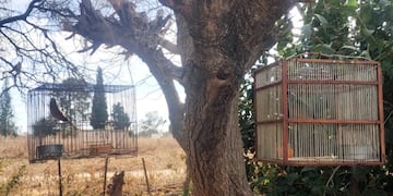 Rescataron aves en cautiverio en el interior de Córdoba.