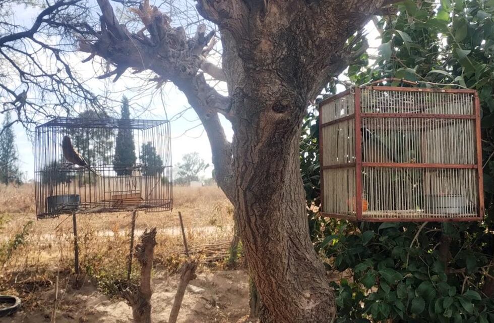 Rescataron 27 aves en cautiverio en Córdoba: cómo fueron los allanamientos