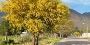 El Chañar, uno de los árboles nativos de San Luis.