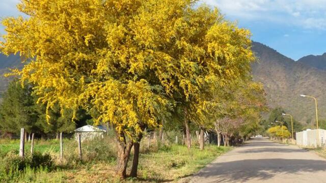 Censo de árboles en el interior provincial. Foto: Web / Grupo Edisur