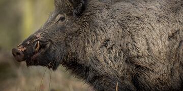 Varios jabalíes sorprendieron a vecinos de un barrio privado de Río Negro.