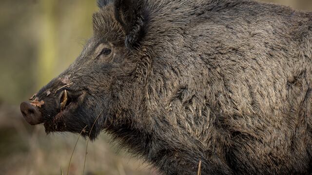 Jabalí. (Foto: Freepik)