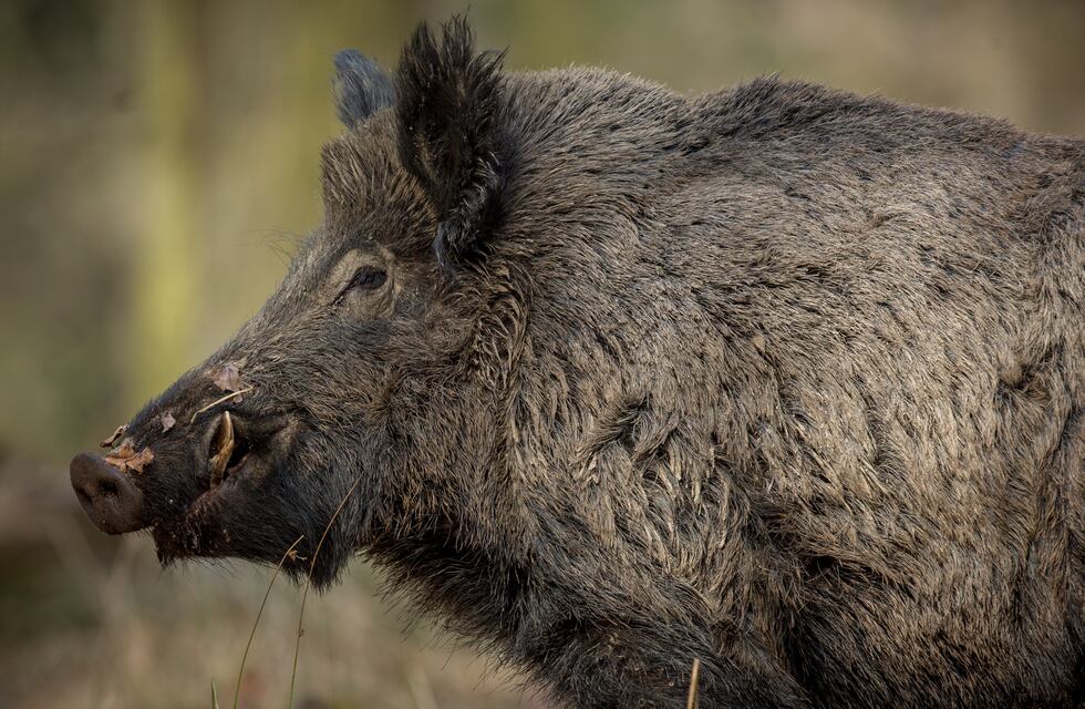 Cazador millonario murió tras ser atacado por un jabalí al que le había disparado